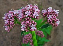 Rimedio naturale per dormire: la Valeriana - Notturnia