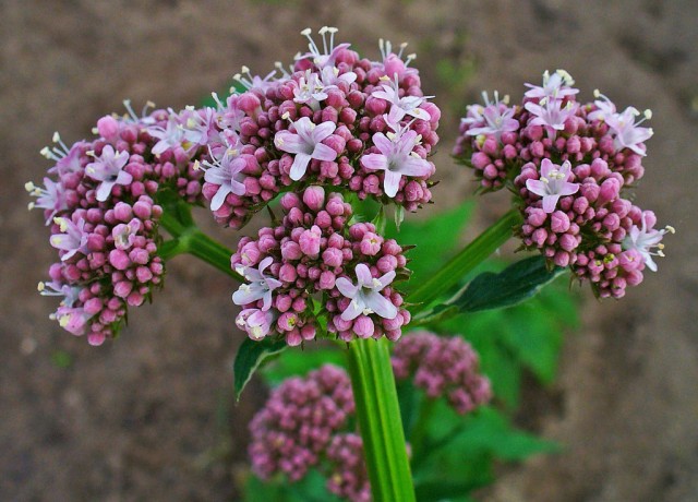 Rimedio naturale per dormire: la Valeriana - Notturnia